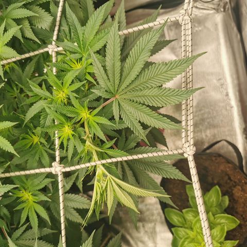 White Widow growlog timeline photo