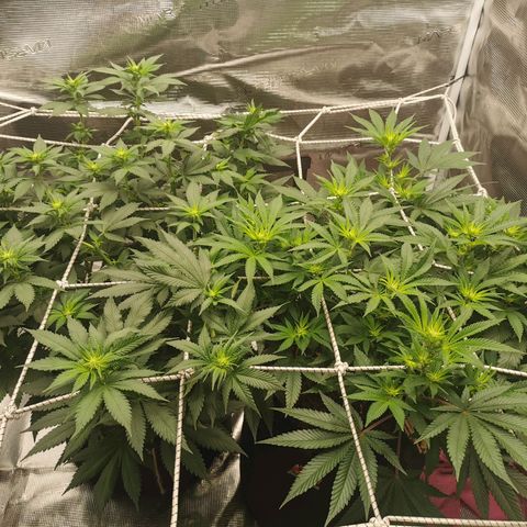 White Widow growlog timeline photo