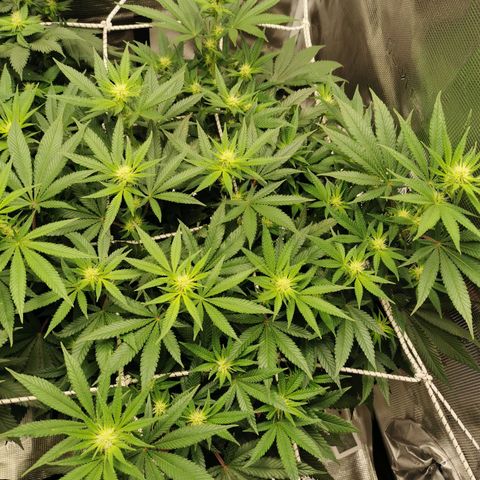White Widow growlog timeline photo