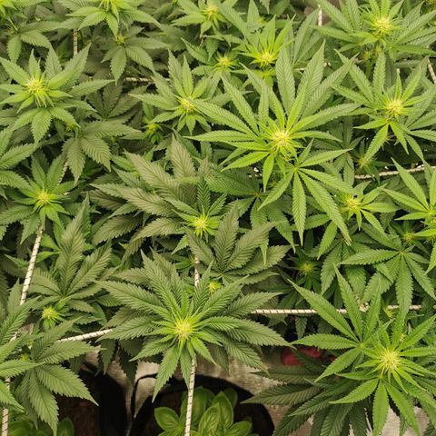 White Widow growlog timeline photo