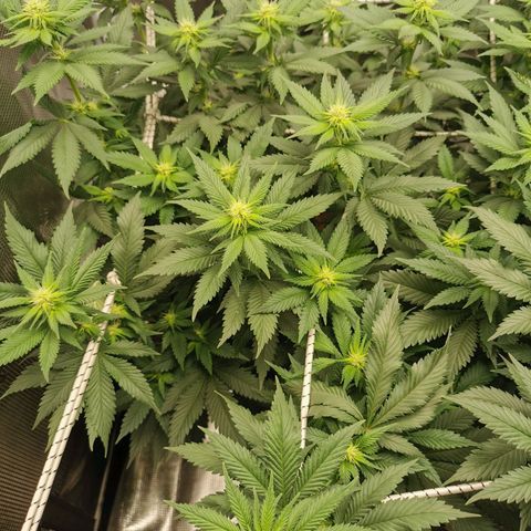 White Widow growlog timeline photo