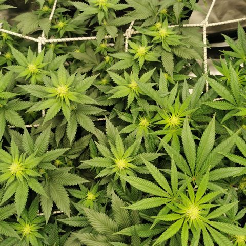 White Widow growlog timeline photo