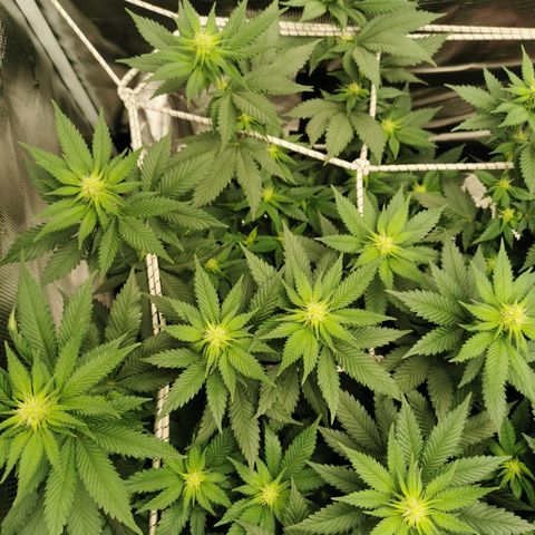 White Widow growlog timeline photo