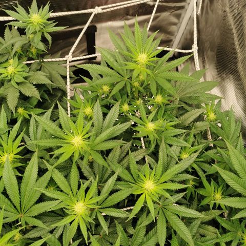 White Widow growlog timeline photo