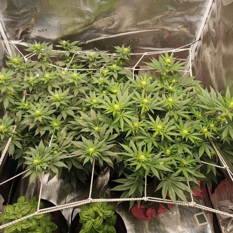 White Widow growlog timeline photo