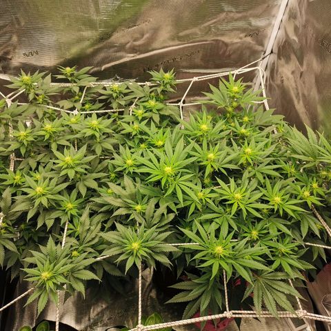 White Widow growlog timeline photo