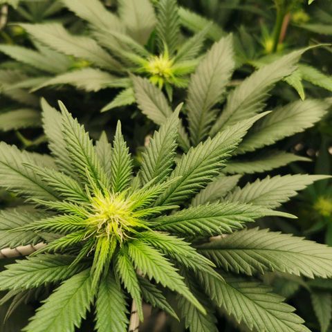 White Widow growlog timeline photo