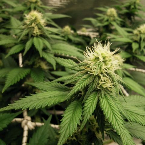 White Widow growlog timeline photo