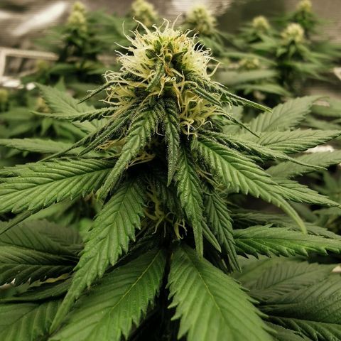 White Widow growlog timeline photo