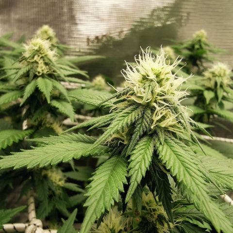 White Widow growlog timeline photo