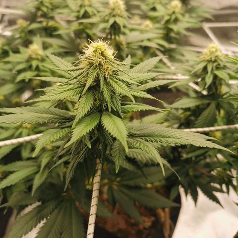 White Widow growlog timeline photo