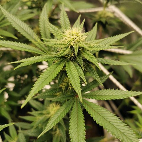 White Widow growlog timeline photo