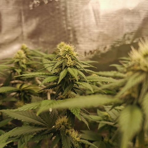 White Widow growlog timeline photo