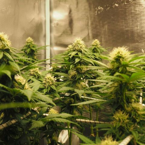 White Widow growlog timeline photo