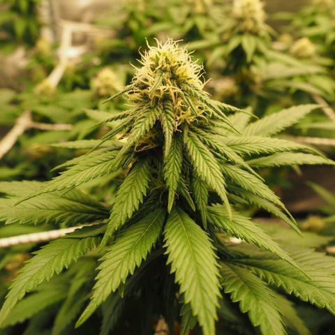 White Widow growlog timeline photo