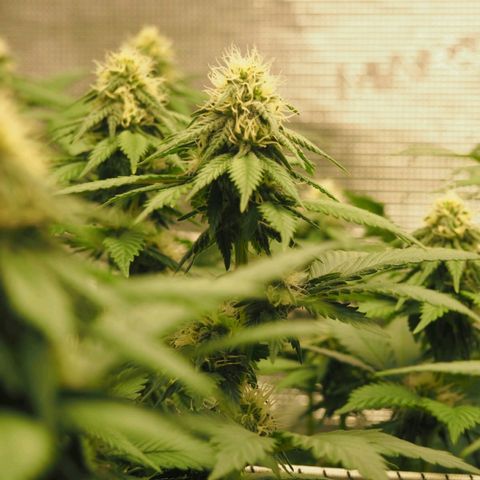 White Widow growlog timeline photo