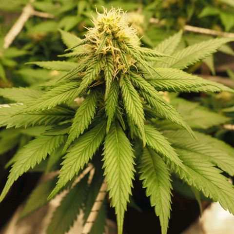 White Widow growlog timeline photo