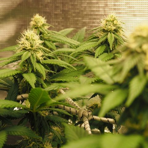 White Widow growlog timeline photo