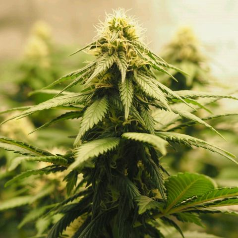 White Widow growlog timeline photo