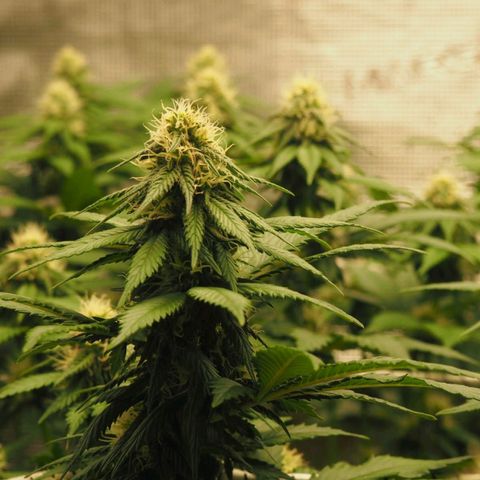 White Widow growlog timeline photo