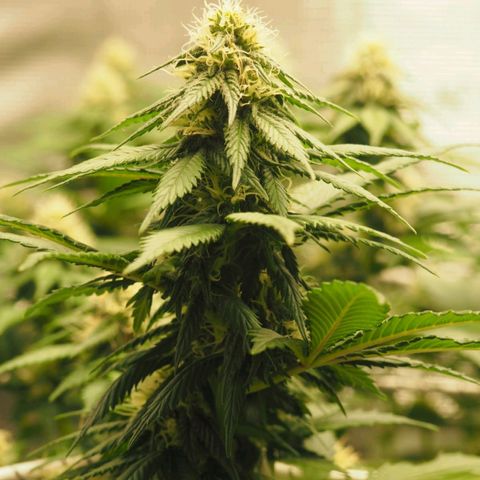White Widow growlog timeline photo