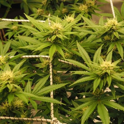 White Widow growlog timeline photo