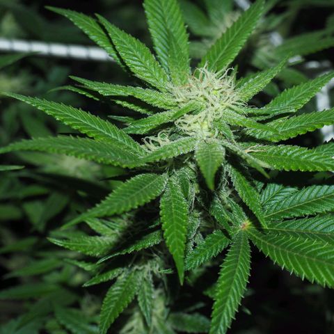 White Widow growlog timeline photo
