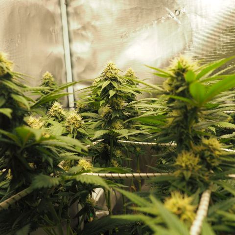 White Widow growlog timeline photo