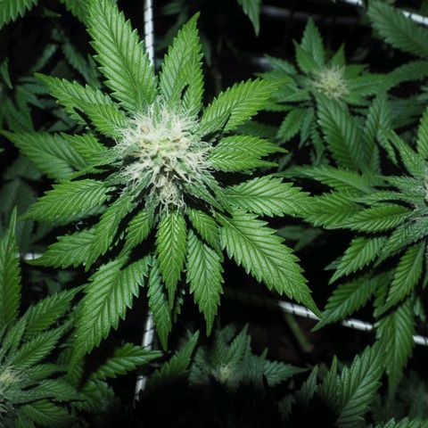 White Widow growlog timeline photo