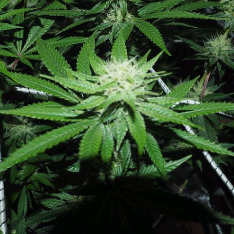 White Widow growlog timeline photo
