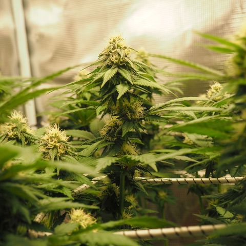 White Widow growlog timeline photo