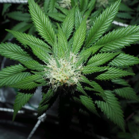 White Widow growlog timeline photo