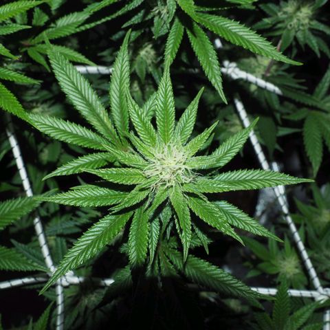White Widow growlog timeline photo