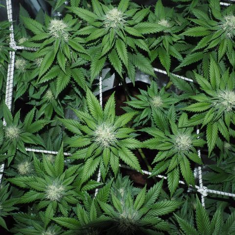 White Widow growlog timeline photo