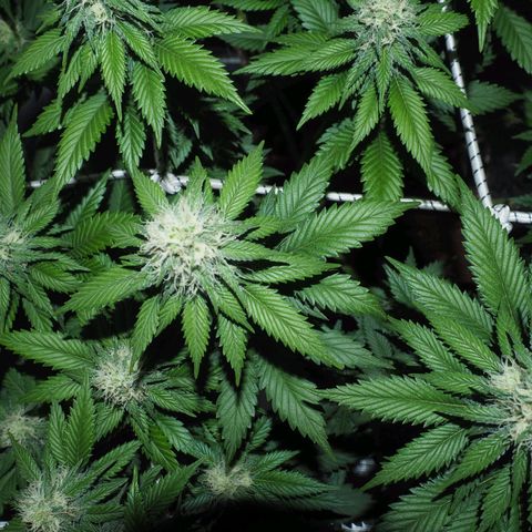 White Widow growlog timeline photo