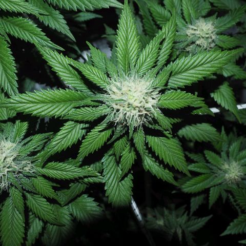 White Widow growlog timeline photo