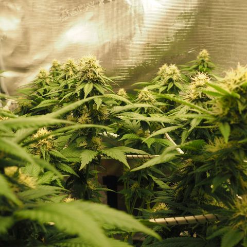 White Widow growlog timeline photo