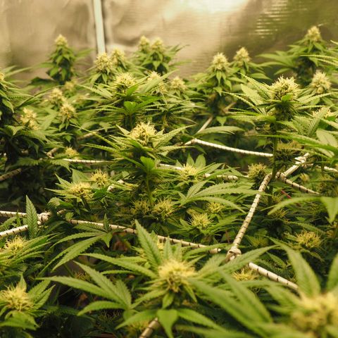 White Widow growlog timeline photo