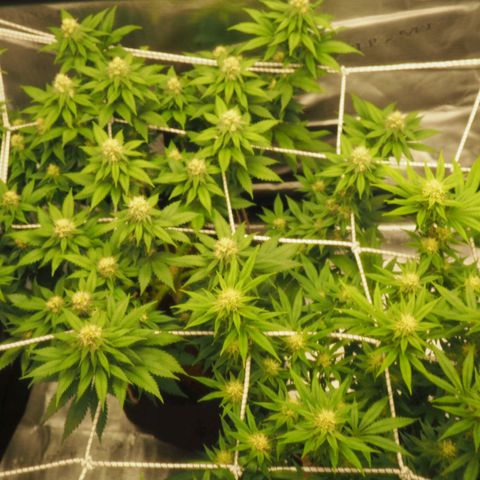 White Widow growlog timeline photo