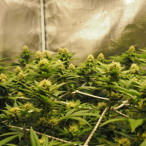 White Widow growlog timeline photo