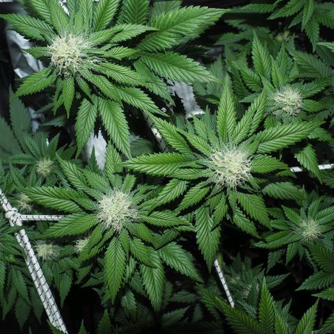 White Widow growlog timeline photo