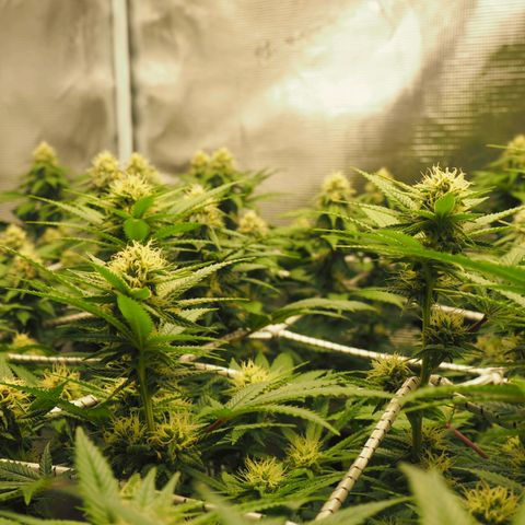 White Widow growlog timeline photo