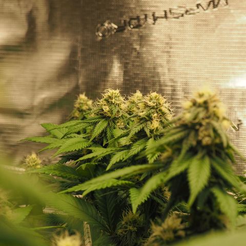 White Widow growlog timeline photo
