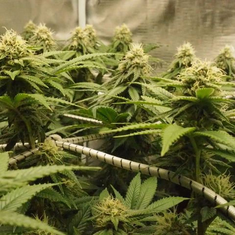 White Widow growlog timeline photo