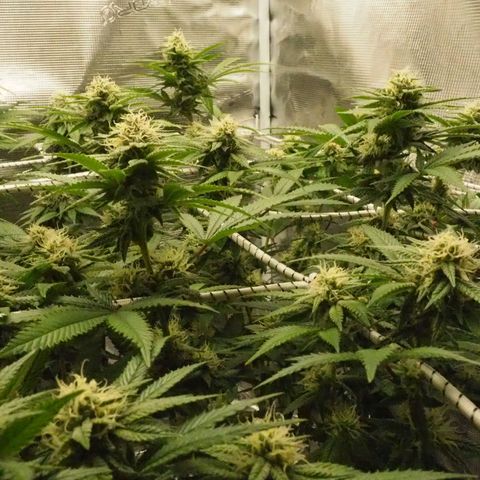 White Widow growlog timeline photo