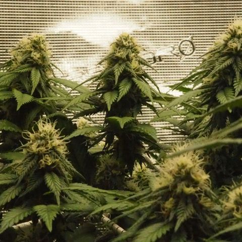 White Widow growlog timeline photo