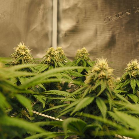 White Widow growlog timeline photo