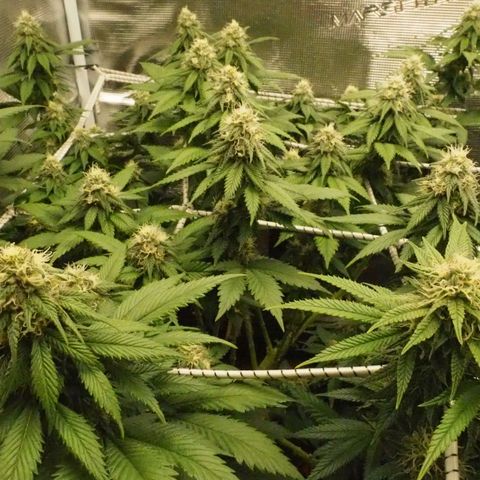 White Widow growlog timeline photo