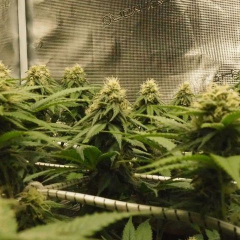 White Widow growlog timeline photo