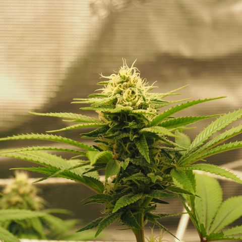 White Widow growlog timeline photo